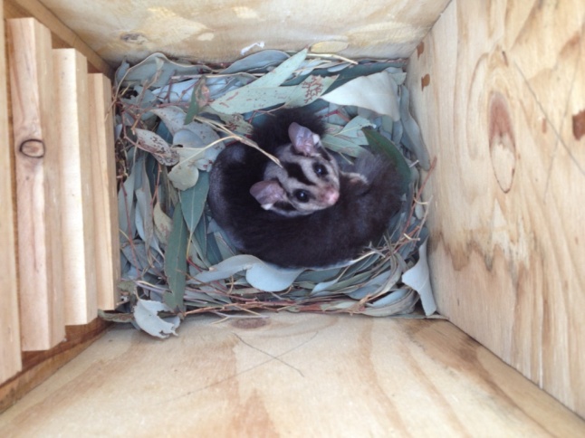 Single glider in a nest box