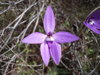 Glossodia major (Waxlip orchid)