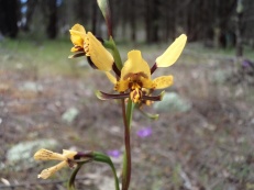 Diuris sp. (Donkey orchid)